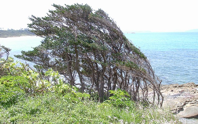 ハマヒサカキ樹形