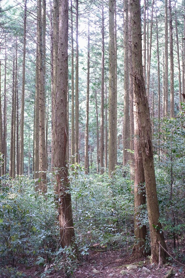 ヒノキ植林
