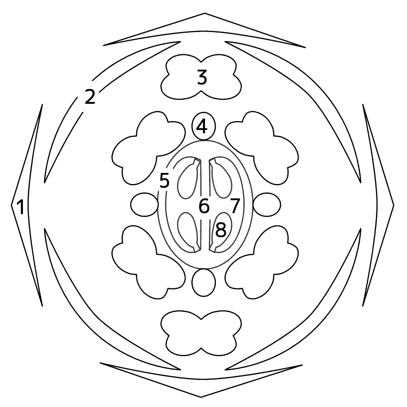 アブラナ科の花式図