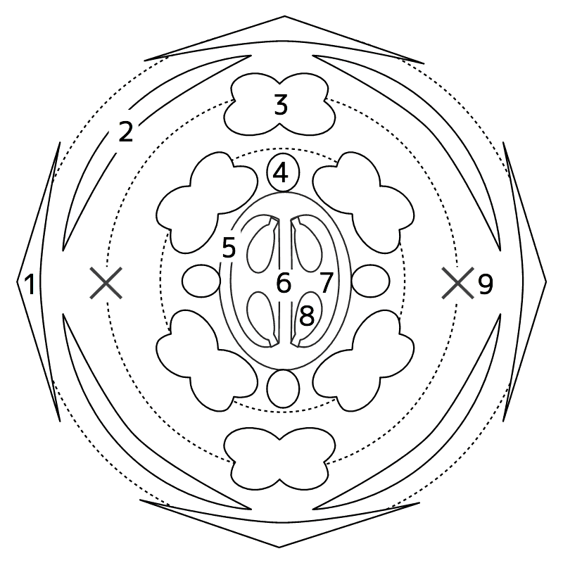 アブラナ科の花式図