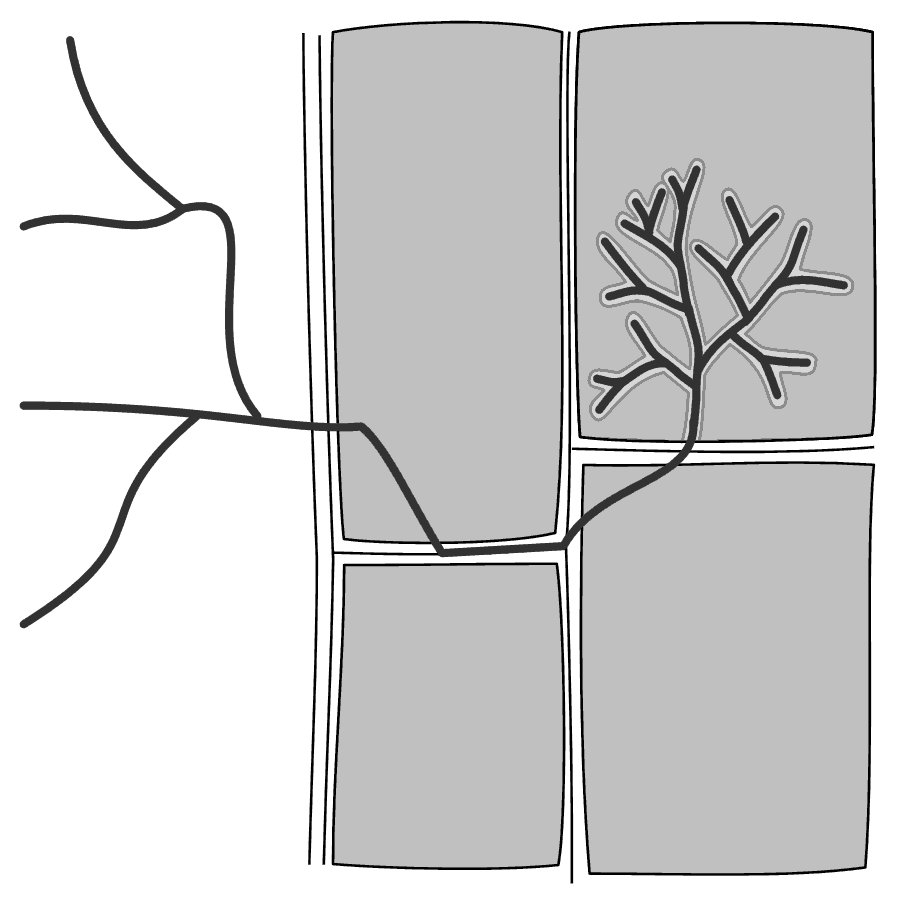 アーバスキュラー菌根の模式図