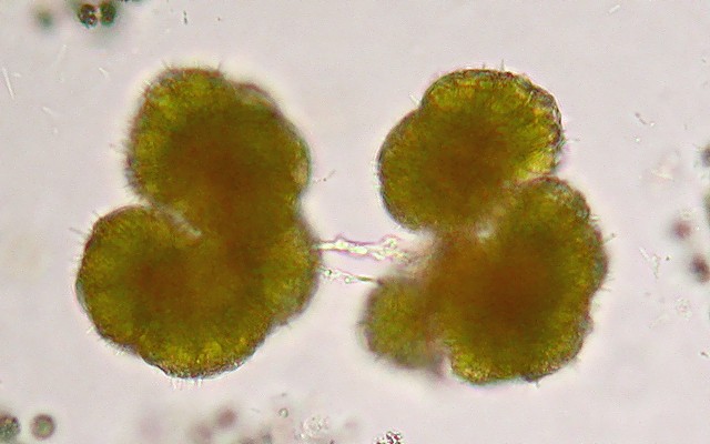Botryococcus