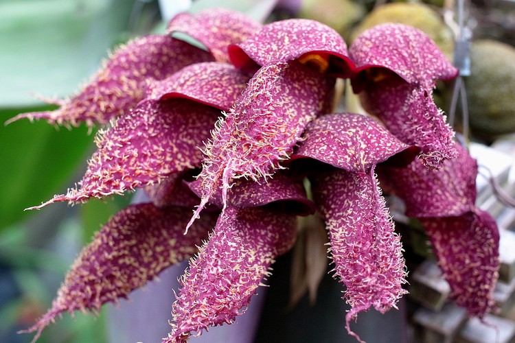 Bulbophyllum属の1種