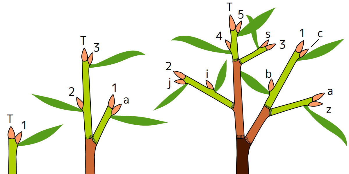 枝3年分の模式図