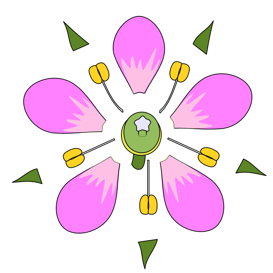 花の模式図