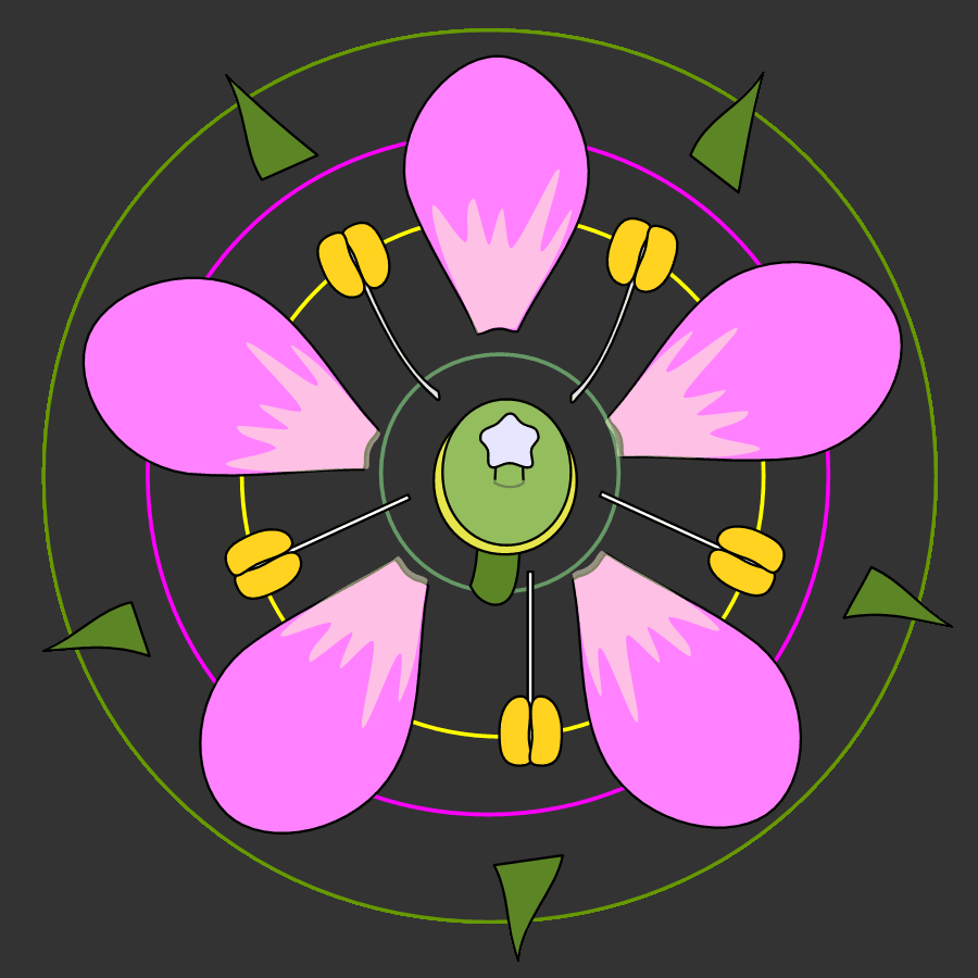 花の模式図