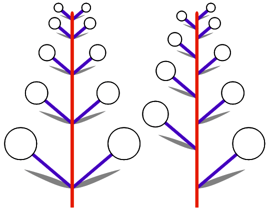 総状花序の模式図
