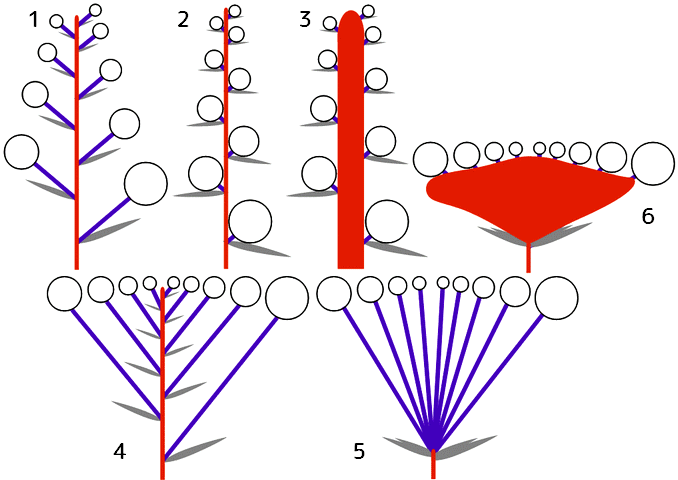 総状花序派生型の模式図