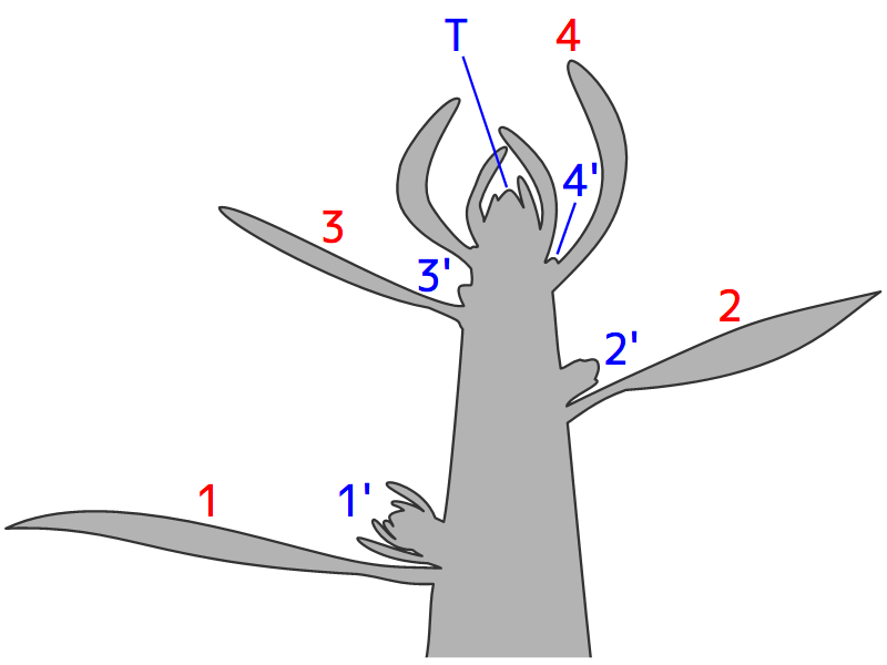 茎頂の模式図