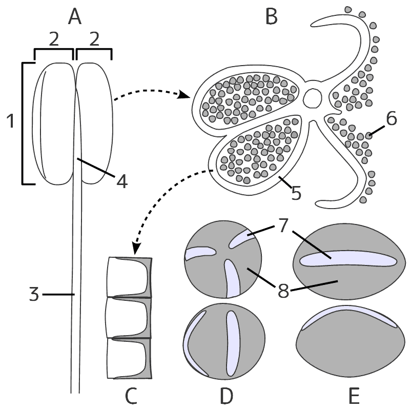 雄しべ・花粉模式図