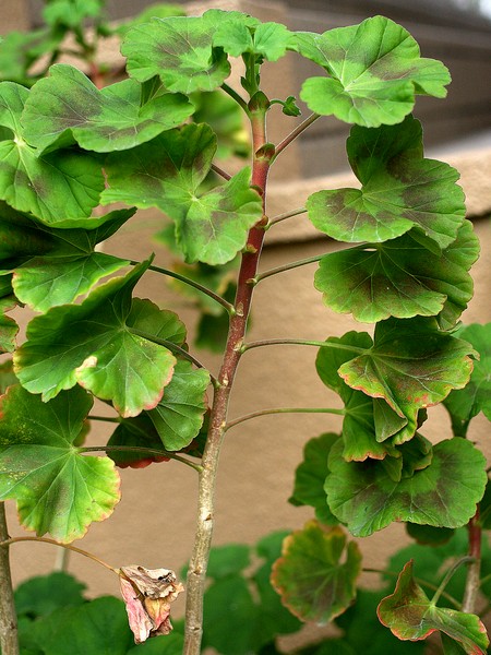 Pelargonium園芸種