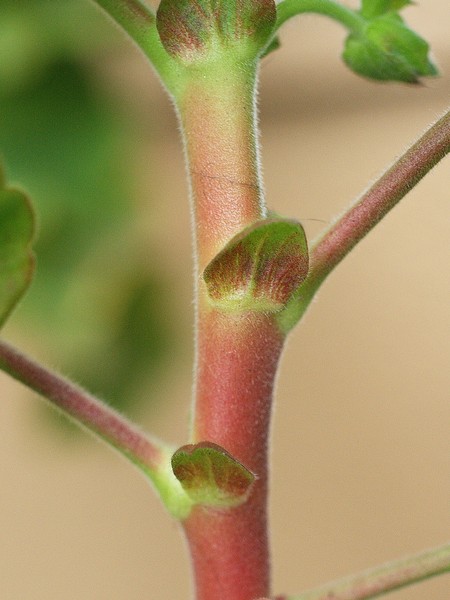 Pelargonium園芸種