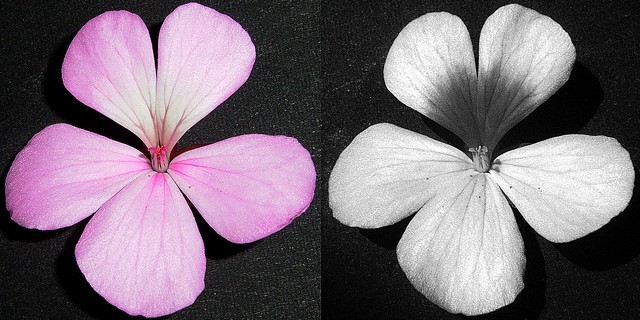 Pelargonium園芸品_紫外線写真