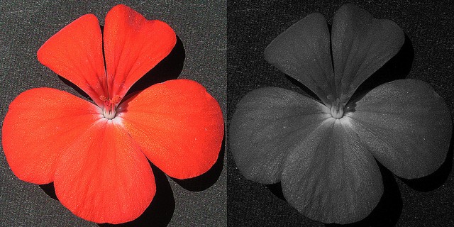Pelargonium園芸品_紫外線写真