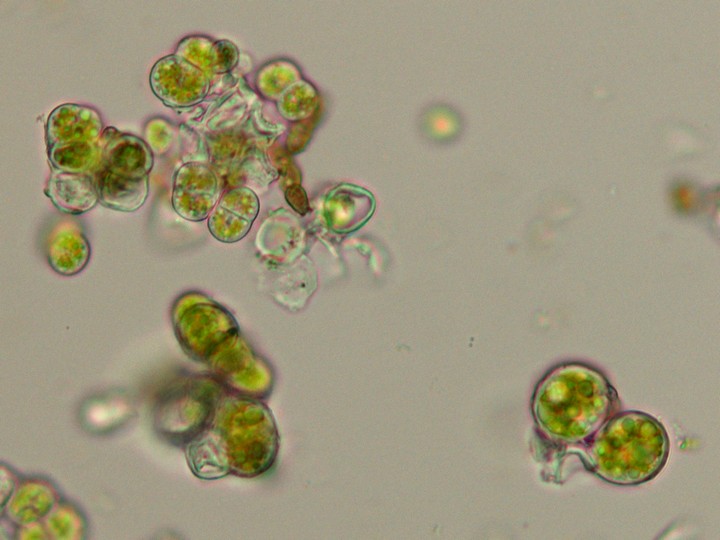 単細胞緑藻の1種