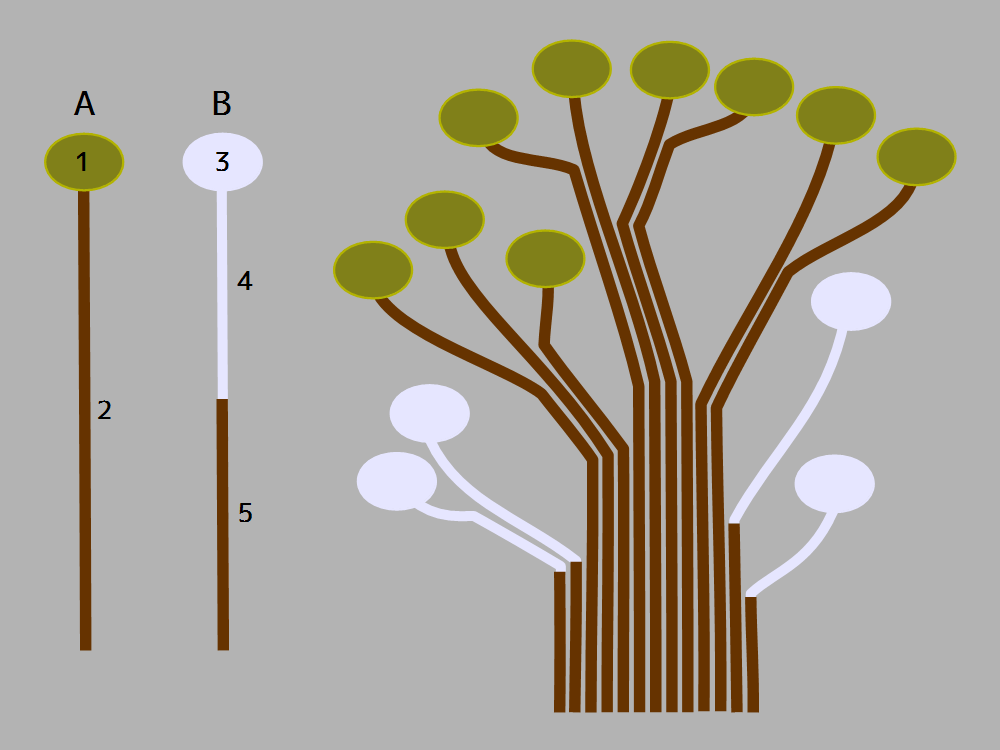 植物のパイプモデル