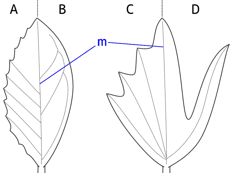 葉身の模式図