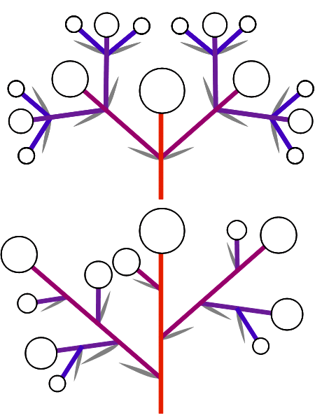 集散花序の模式図