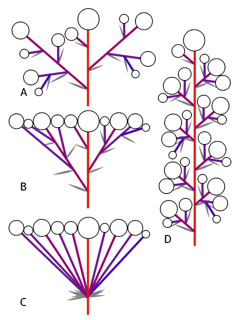 集散花序派生型の模式図
