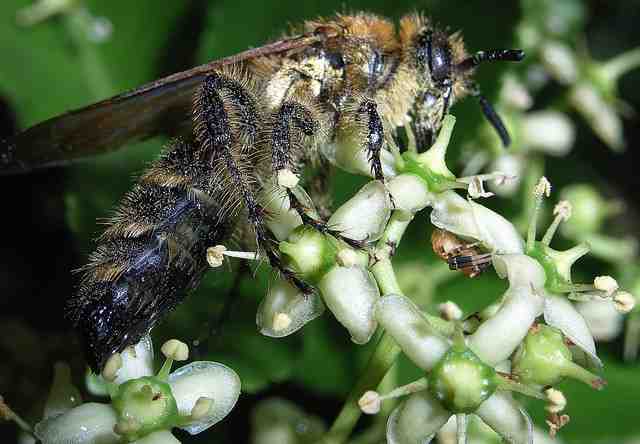 マサキ・ハラナガツチバチの1種