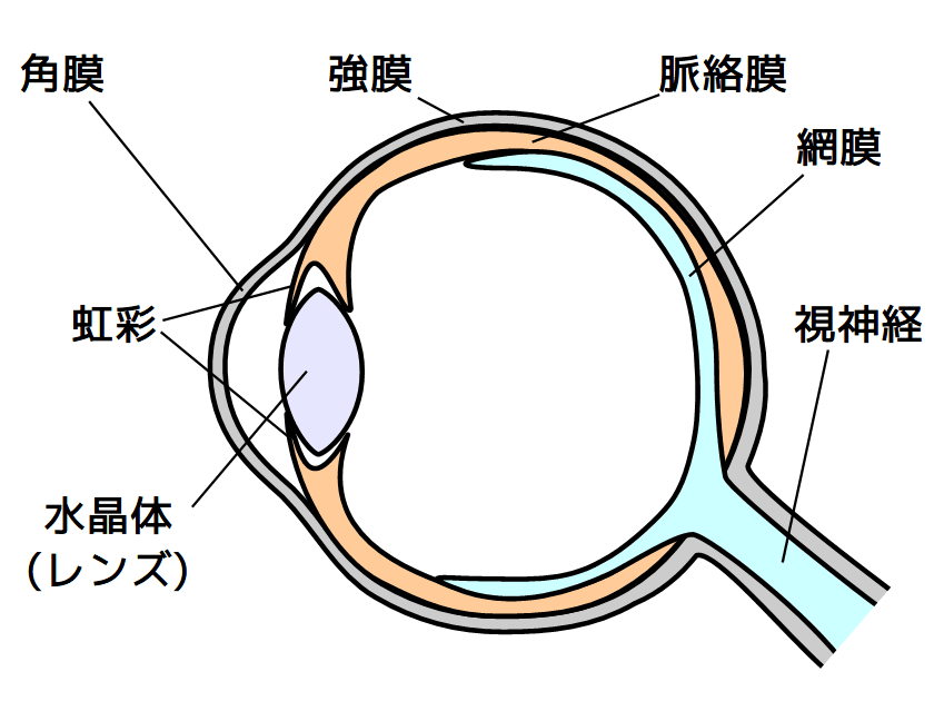 眼の断面図