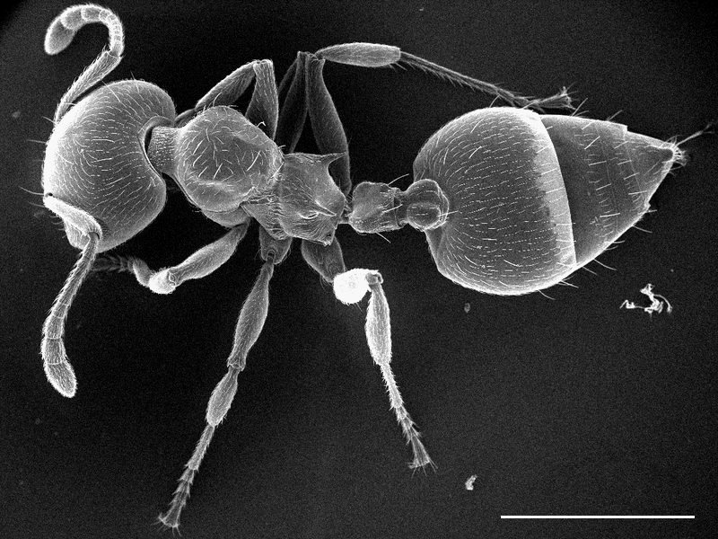 アリの1種