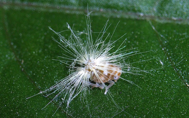 ベッコウハゴロモ幼虫